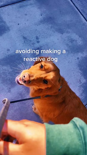 99K views · 514 reactions | From Problem Pup to Einstein Dog! Engaging brain games for lasting behavior change. Learn More : https://en-braintrainingfordog.com/ | We Dog Trainer | Facebook