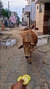 Pet ❤️ Friends: Calf & Golden Retriever Share a Bread! 🐮🐶 #shorts​ #animalfriendship​ #goldenretriev