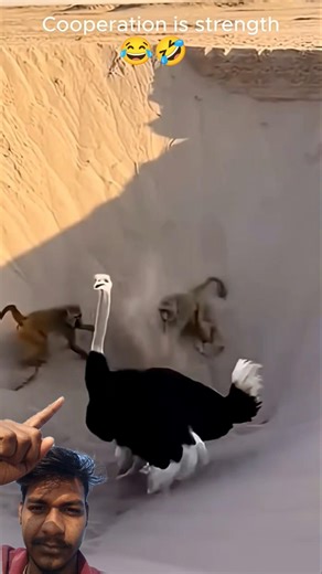 Helping the ostrich is a good idea #animalrescue #monkey helping ostrich