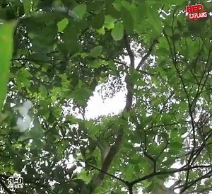 6.2K views · 323 reactions | Do you know you could do all this in Sakleshpura?#WesternGhats#ManjarabadFort#BisleReserveForest#KumaradharaRiver#redfm#bajaateraho Thank you Red FM Banglore❤ | Sakleshpur The dreamed Paradise | Facebook