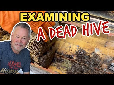 Beekeeping | Examining A Bee Hive That Died In Winter