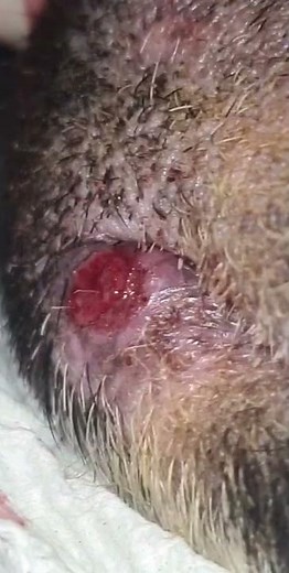 I thought this was an Ingrown hair in my dogs toe..grass seed removal *only 1 and its healed now*