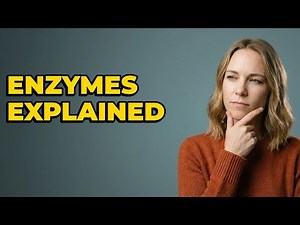 What Do Amylase, Protease, Lipase Break Down?