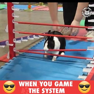 That's one way to do it: | The Pet Collective