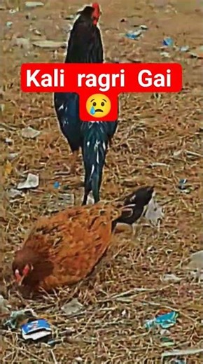 Romantic Rooster Behavior 🐓❤️ | Beautiful Chicken Love Story in Nature