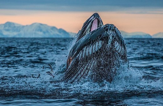 OceanCare: For Healthy Living Oceans