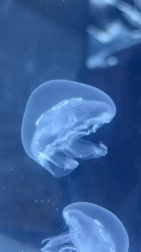 Descubre cómo las medusas se alimentan de artemias vivas 🦐🐟