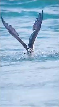 River Hawk in Action: Osprey (Pandion haliaetus) Dive Attack! 🦅💦 #naturehunt #wildlifeshorts