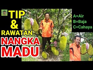 TIP & RAWATAN NANGKA MADU