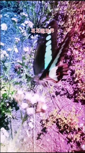 青凤蝶：一种凤蝶科蝴蝶，别名樟青凤蝶、青带樟凤蝶、蓝带青凤蝶或者青带凤蝶，飞翔力强，喜欢访花吸蜜，有春夏型之分