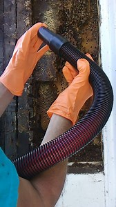 How we safely extract the bees with our specially made bee vacuum. | Mueller Honey Bee