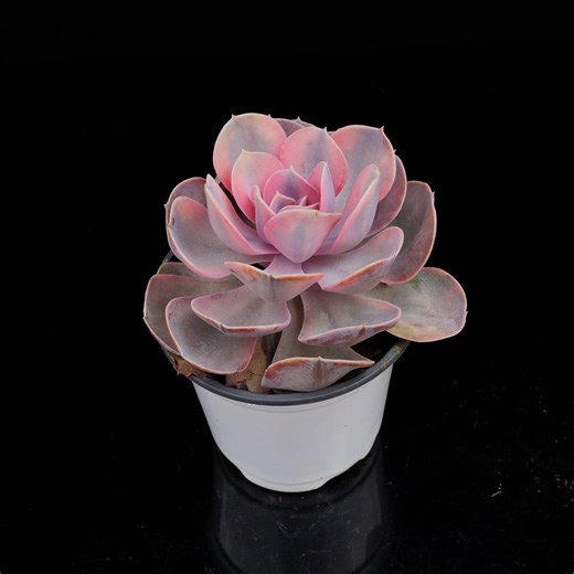 Echeveria Rainbow | Live Potted Collection - for Indoor & Outdoor Decor - Etsy