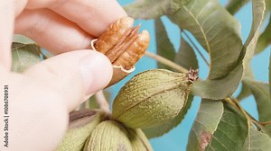 A hand gently holds an open pecan shell with the nut partially exposed, set against a green leafy background, showcasing the freshness of the pecan and its natural shell.