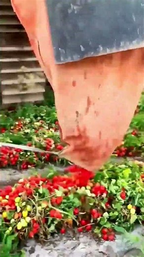 Harvesting Tomatoes with Machinery