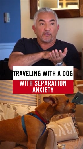 How do you stop a dog from barking and panicking when left alone? 🐕💡 Rascal’s separation anxiety makes it hard for his family to travel in their RV. In this episode, I show how to help him relax whether driving or staying behind. Watch the full video on YouTube! ¿Cómo evitar que un perro ladre y entre en pánico cuando se queda solo? 🐕💡 La ansiedad por separación de Rascal hace que su familia le resulte difícil viajar en la casa rodante. En este episodio enseño cómo ayudarlo a relajarse tanto