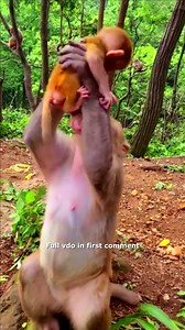 488K views · 6.8K reactions | Check Out How the Mother Monkey Holds Her Baby Monkey 殺 Check full vdo in first comment | Hello Monkey | Facebook