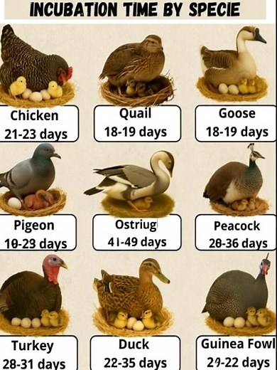 317K views · 471 reactions | Hatching Times for Poultry Birds...