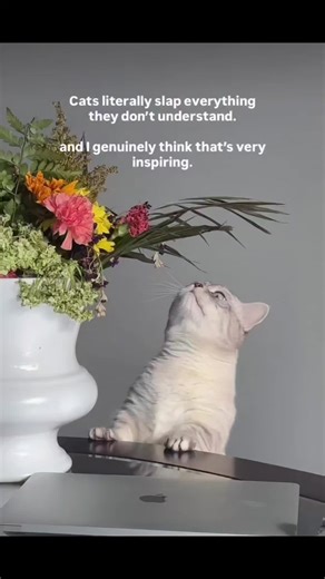 mommehmonstah (@mommeh_)’s videos with original sound - Airy