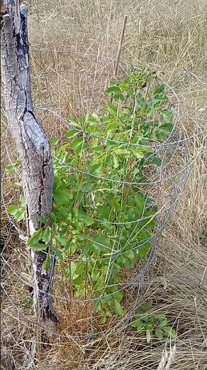 Frêne a fleurs.. Fraxinus Ornus.