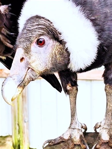 “Andean Condor – Giant of the Skies”#AndeanCondor #LargestBird #GiantBird #wildlifeviral #NatureFacts
