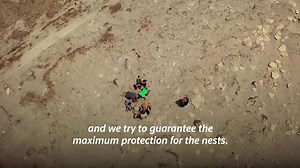 A Libyan environmental group has been active in moving endangered turtle eggs from the beach, where they are in danger of holidaymakers or four-wheel vehicles, to safe locations | Reuters