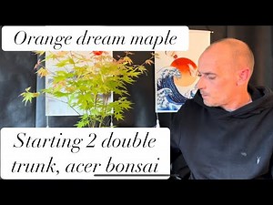 Creating 2 double trunk, Acer, bonsai trees￼ ‪@Bonsaicrazy‬