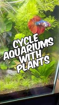 How To Cycle An Aquarium Using Plants (No Filter Needed!)