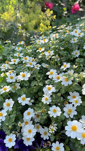 Two brand new annuals for 2024 that I highly recommend! ‘Campfire Marshmallow’ Bidens & ‘Safari Dusk’ Jamesbrittenia 🤍💜🩷 Full sun, drought tolerant, and low fertilizer users! We have both of these planted in our hayrack project as well, but they’re doing exceptionally well in the ground. 👍 | Garden Answer