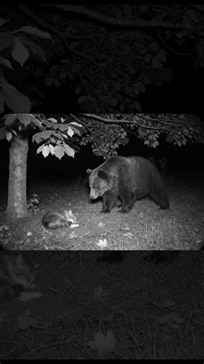 Bear Finds a Sleeping Kitten – What Happens Next Will Shock You 😲💤
