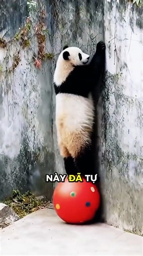 Đừng để vẻ ngoài ngây ngô này đánh lừa