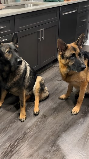 A dog’s true self revealed