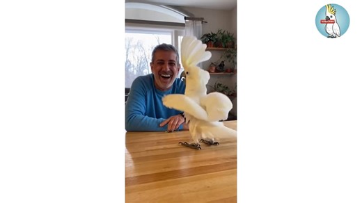 Parrot is dancing full-time in this full video! 🐦💃🎶 From head bops to feather shakes, jumps, and playful spins, this little superstar brings energy, cuteness, and pure joy from start to finish. #DancingParrot #FullVideo #FunnyBirds #CuteAnimals #ParrotDance #ViralPets #AnimalEntertainment #BirdLovers #FeelGoodVideo #ParrotMoves | The Parrot Perch