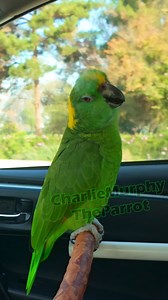 Happy amazon parrot talking on the car ride hola! #parrots #aves #birds | Charlie Murphy the Parrot