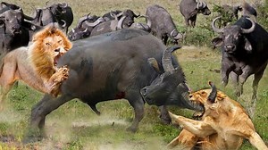 54K views · 879 reactions | Amazing Human Tries to Steal Eggs When Mother Ostrich Chasing Python Money To Save Her Eggs | Wild life Animals | Facebook