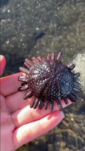 Hawaii Tide Pool Cool Shells!