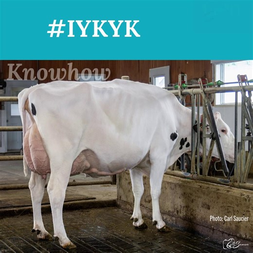 EastGen on Instagram: "#IYKYK 𝗞𝗻𝗼𝘄𝗵𝗼𝘄 𝗱𝗲𝗹𝗶𝘃𝗲𝗿𝘀. Looking for consistent performance, efficiency, and next-generation herd improvement? 𝗞𝗻𝗼𝘄𝗵𝗼𝘄 delivers all that and more—with proven fertility, exceptional calving ease, and trusted Canadian reliability. 𝟬𝟮𝟬𝟬𝗛𝗢𝟭𝟭𝟰𝟮𝟱 𝗣𝗿𝗼𝗴𝗲𝗻𝗲𝘀𝗶𝘀 𝗞𝗻𝗼𝘄𝗵𝗼𝘄 • A2A2 & Robot Ready™ • +1687 Milk • +107 Herd Life & Persistency • +106 Mastitis Resistance & Hoof Health • +12 Conformation, with 82% GP or better on nearly 1000 Can