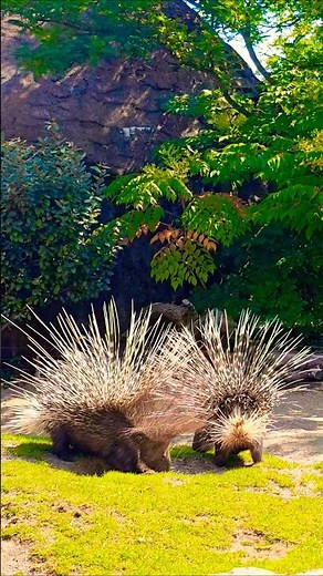 South African Porcupines: The Most UNBELIEVABLE Animals