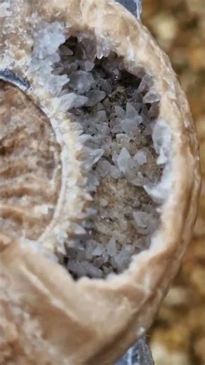 Ammoniti Fossili 🐚 Il mistero delle creature preistoriche scomparse | Archeologia & Natura