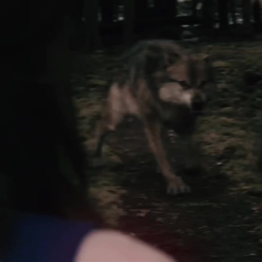 Seth and Leah Clearwater Twilight siblings 2026 — best moments
