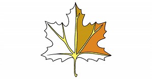 Maple Leaf coloring page ♥ Online and Print for Free!