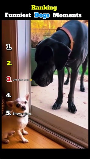 Ranking Funniest Dogs Moments #shorts#dog #vairalshort #comedy #funny #ranking