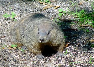 Groundhog That Had 'Aggressive' Encounters In Doylestown Tests Positive For Rabies, Officials Say