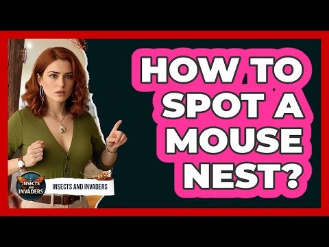 How To Spot A Mouse Nest?
