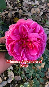 Princess Alexandra of Kent rose #rose #growmyaccount #HomeDecorGoals #lime #salepost #naturelovers #indoorgardening #palm #homedecor #HomeDecorGoals #nursery | Dogar Online Nursary and Kitchen Gardening Shop | Facebook