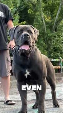 Discover the FEARLESS Boerboel Guardian Breed!