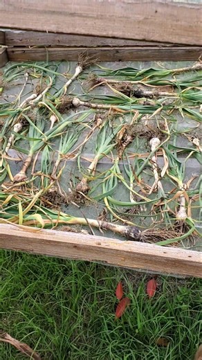 Harvesting & Curing Garlic 🌱 #floridafoodforest #beyondorganic #root #farmers