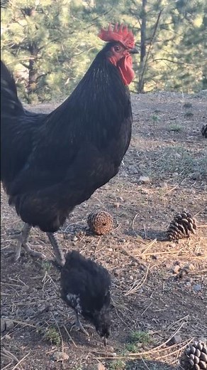 My Rooster Showing Off for the Chick