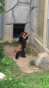 Red Panda Stands up After Being Scared by Rock | Jukin Licen