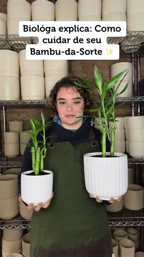 Cuidados com o Bambu-da-Sorte: Dicas Essenciais