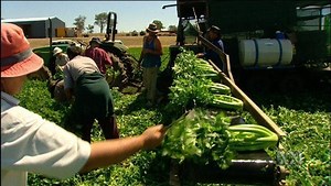 Kids in the Garden, Ep 13: Plants in our daily lives - ABC Education